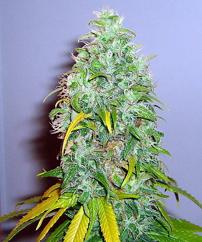 Skunk 1 Feminized Sensi Seeds