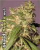 Skunk Red Hair Marijuana Seeds