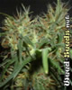 Skunk Special Cannabis Seeds