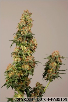 skywalker feminized dutch passion