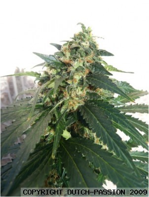 Tundra Feminized