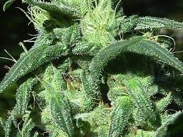 Sterling Haze Feminized Seeds 