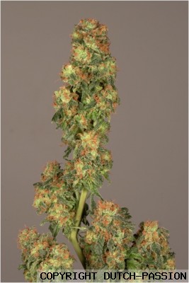 super haze feminized dutch passion