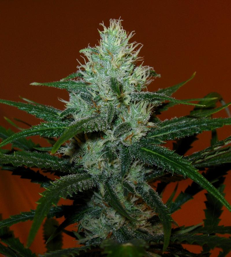 Northern Lights Cannabis Seeds