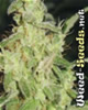 Sweet Tooth Marijuana Seeds