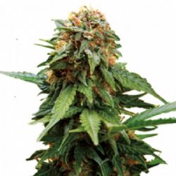 Tangerine Dream Feminized