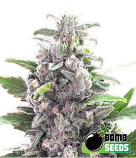 THC Bomb by Bomb Seeds