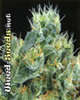 The Doctor Feminized Cannabis Seeds