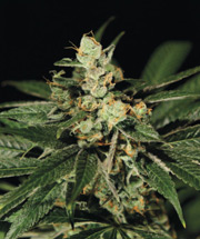 Arjan's Haze #1 Marijuana Seeds