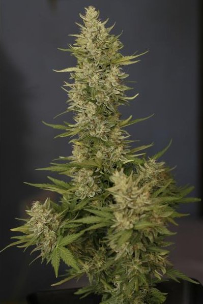 Tundra Feminized