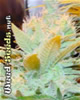 White Lightning Marijuana Seeds