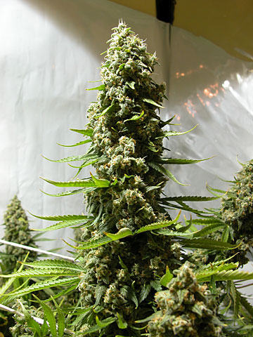 White Russian Marijuana Seeds