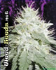 White Widow Marijuana Seeds