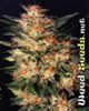 White Widow Feminized Marijuana Seeds