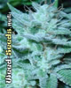 White Widow Max Marijuana Seeds