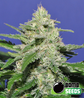 Widow Bomb by Bomb Seeds