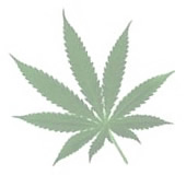 Marijuana Leaf