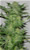 AK47 Cannabis Seeds