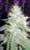 White Widow Cannabis Seeds